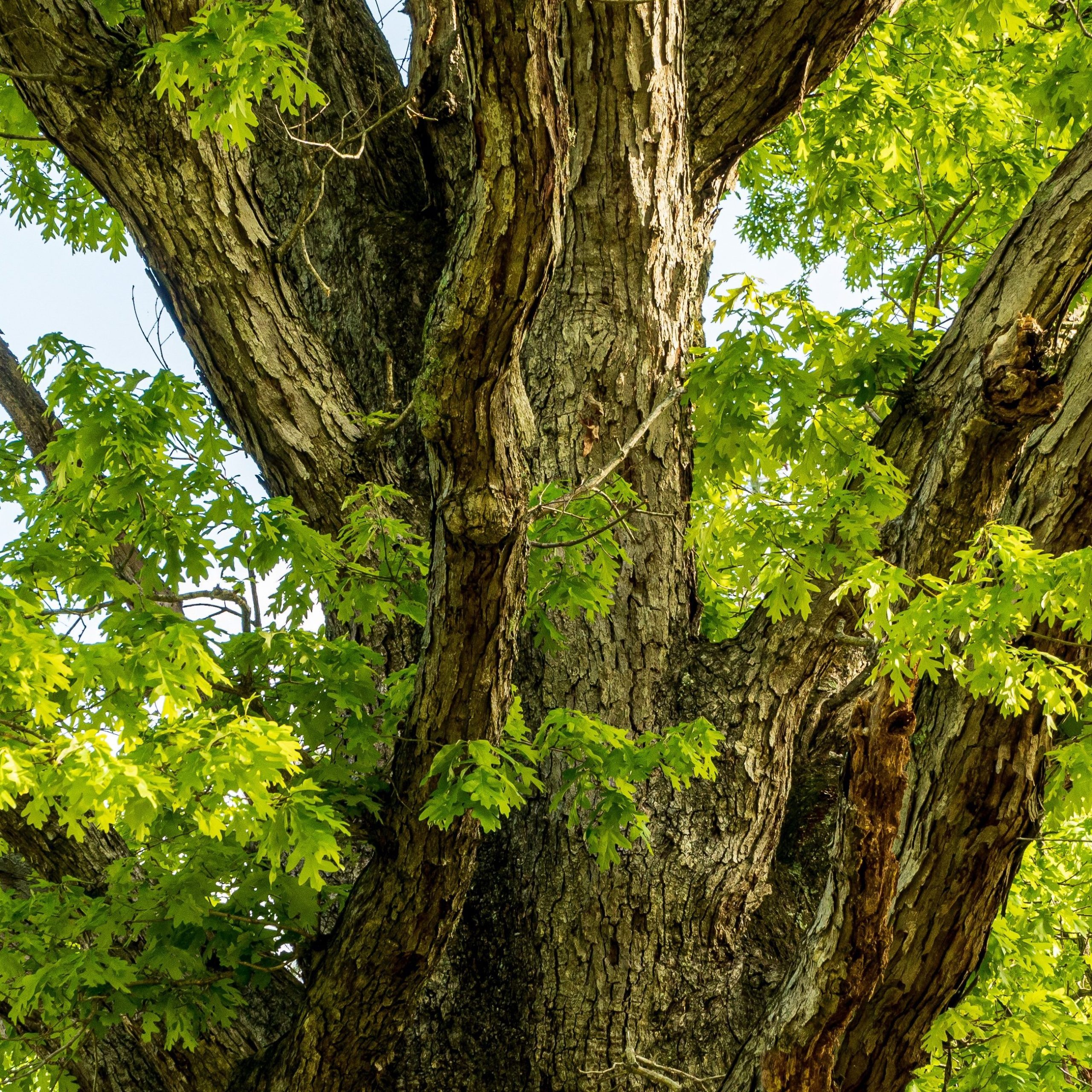 About Tyler Hurst-Oak Tree