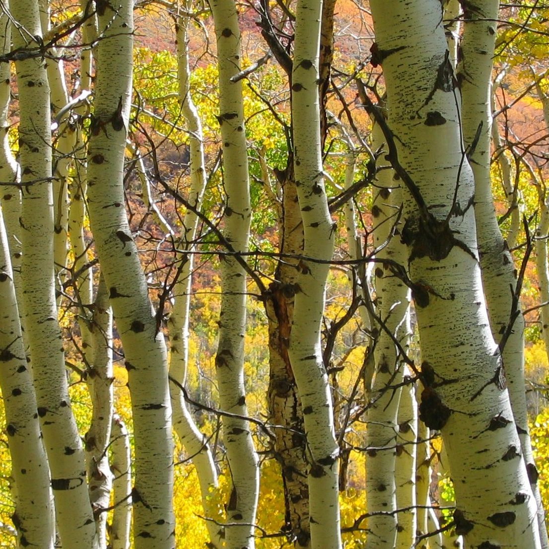 About Telynn Hurst-Aspens