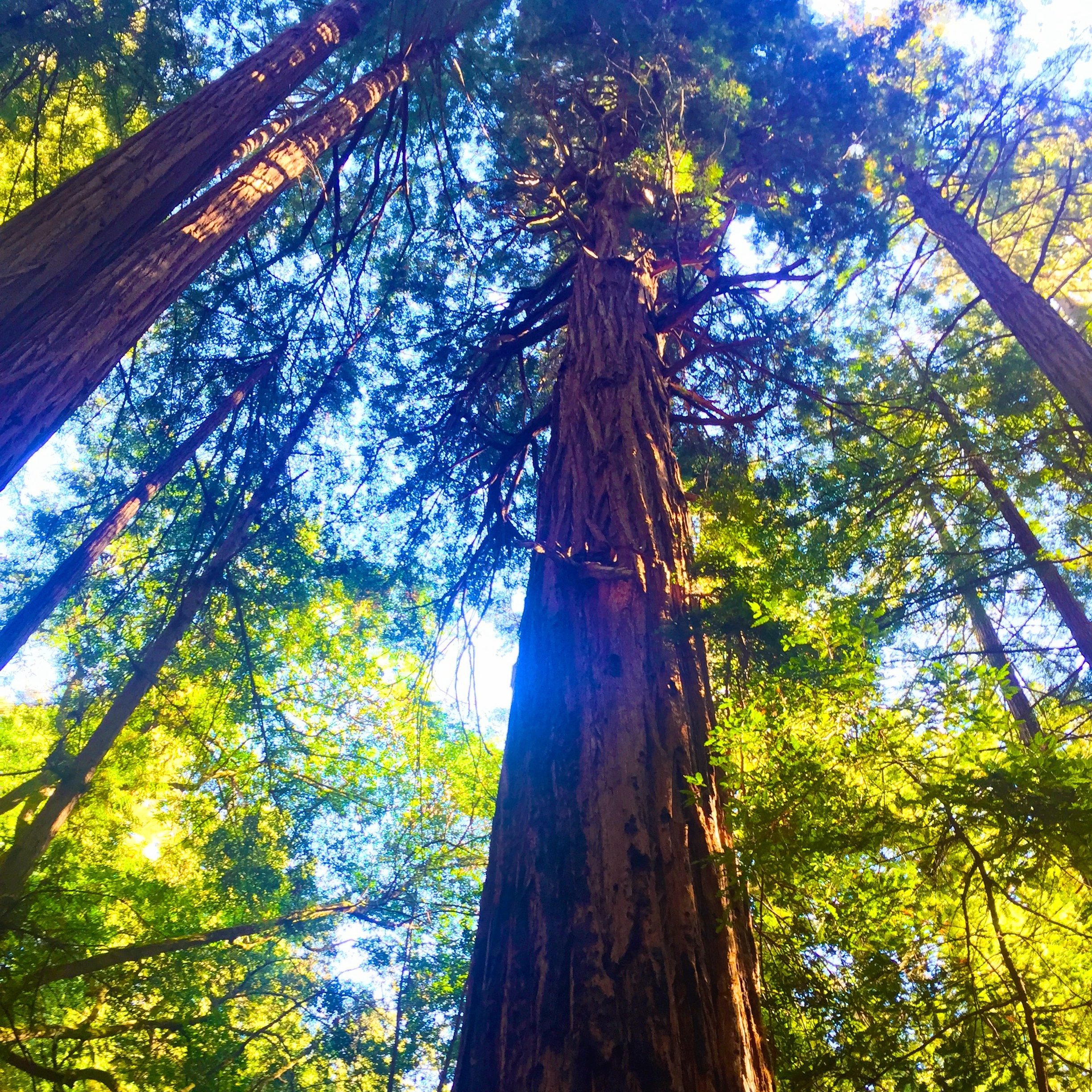 About Kennedy Hurst-Redwood