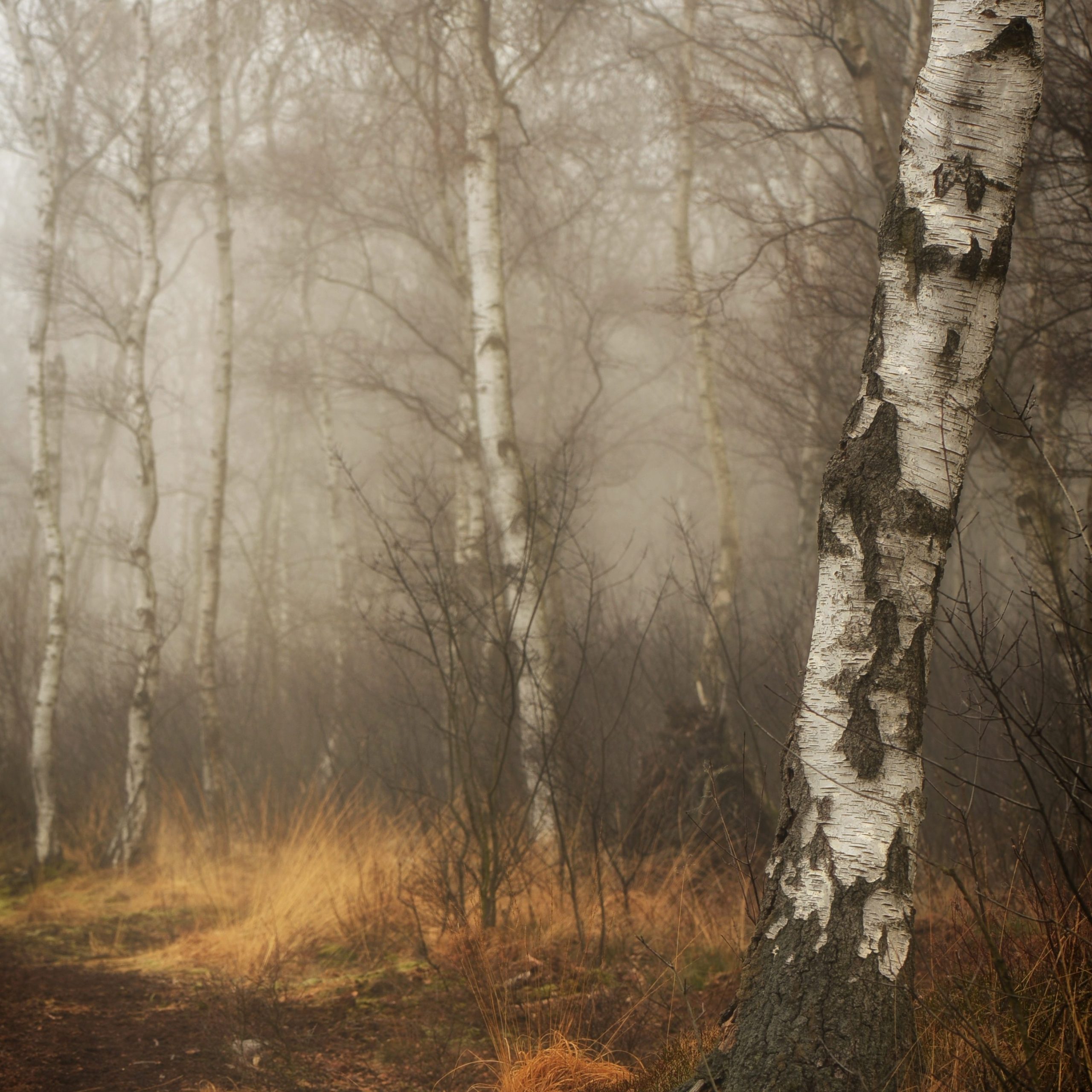 About Kai Hurst-Birch