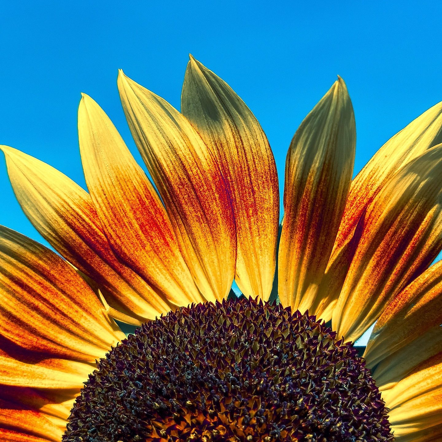 About Shelly Beale-Sunflower
